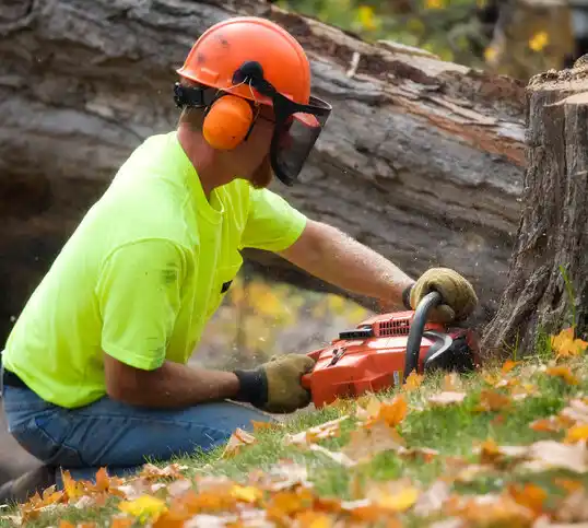 tree services Lakeville